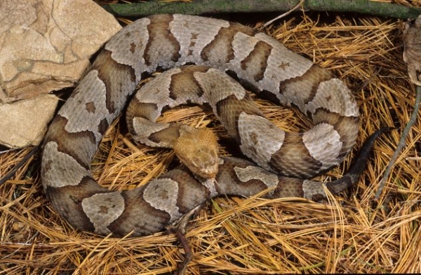 Venomous Snake of Kentucky 