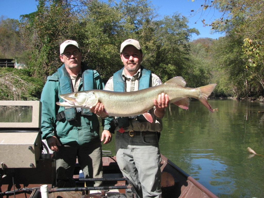 Eastern Kentucky Fisheries District staff shows off a trophy musky (≥40.0 inches) that was collected and released during fall sampling.