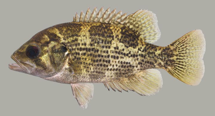 Kentucky Department of Fish & Wildlife Rock Bass