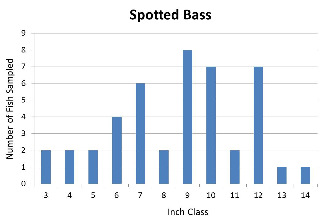 Spotted Bass Length frequency graph