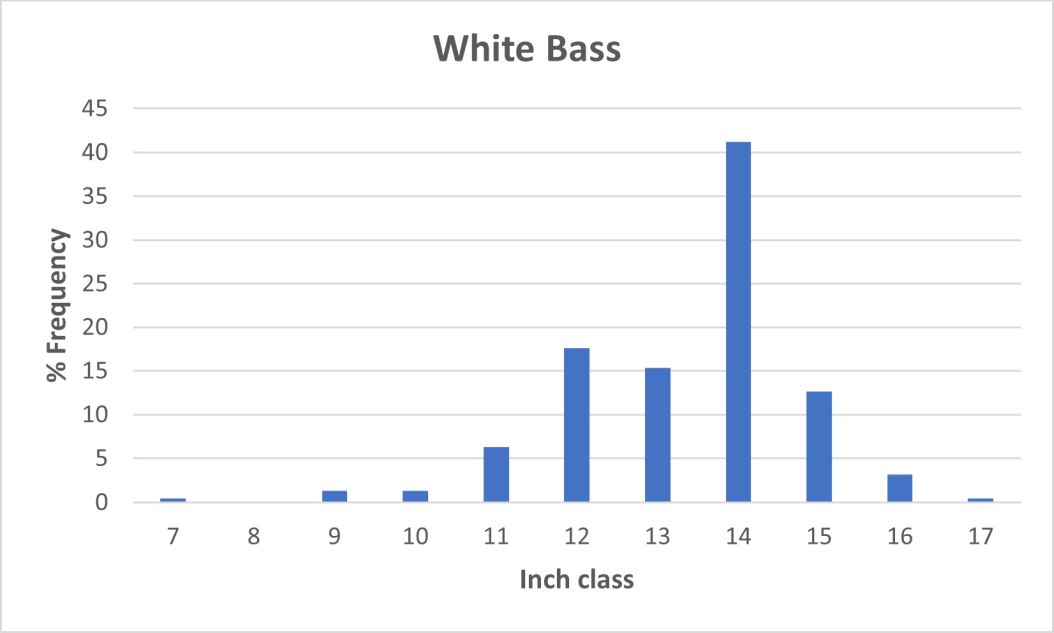 White Bass Length frequency graph