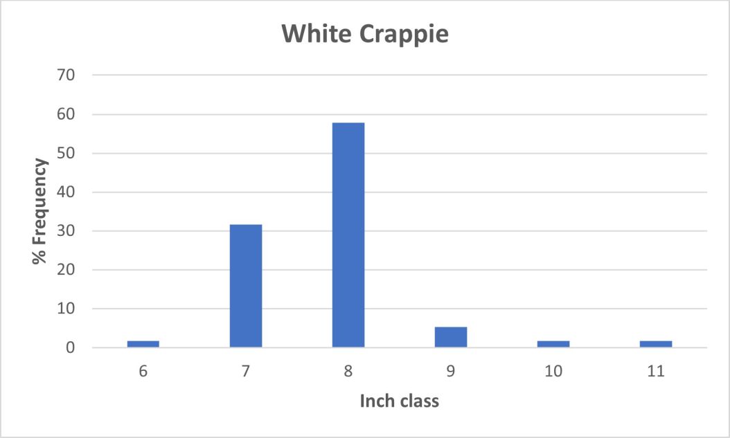 White Crappie Length frequency graph