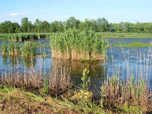 Phragmites australis