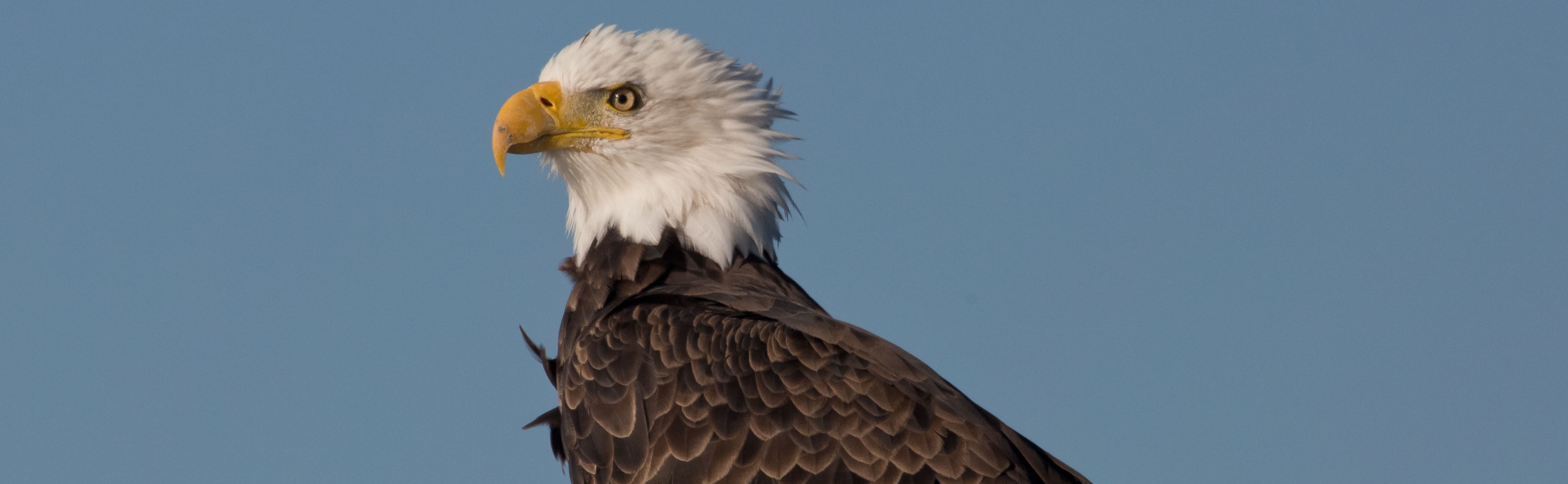 Bald-Eagle-FWS-Peter-Pearsall