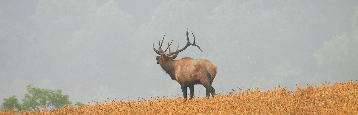 Elk on a mountaintop
