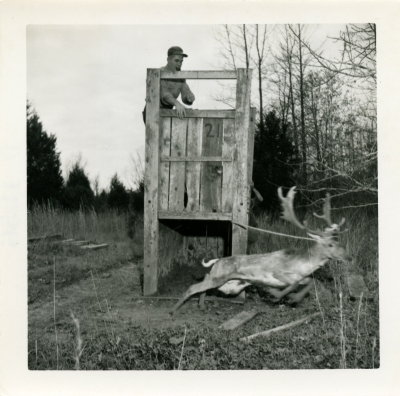 1956-releasing-trapped-fallow-deer.jpg