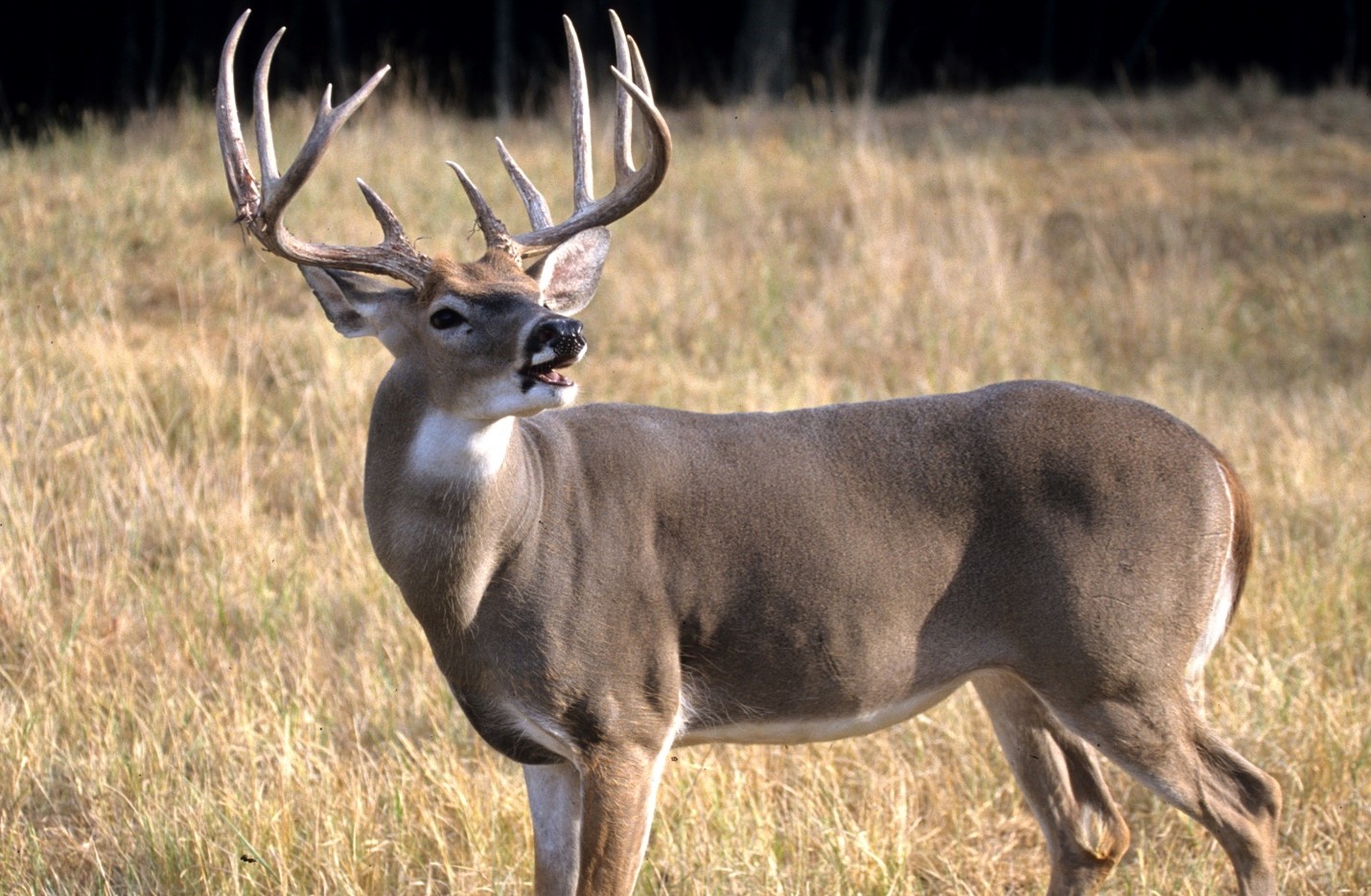 Deer-buck-in-field.jpg