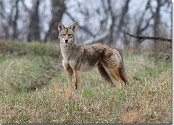 Coyote, Photo by Joe Lacefield