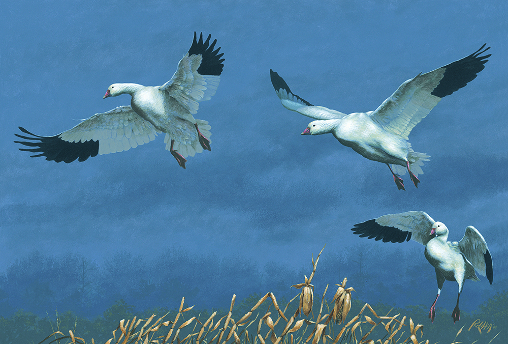 Rick Hill Snow Goose painting