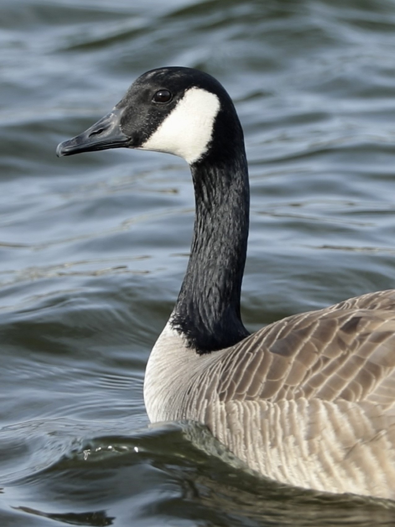 Goose-on-the-Water-ns.jpg