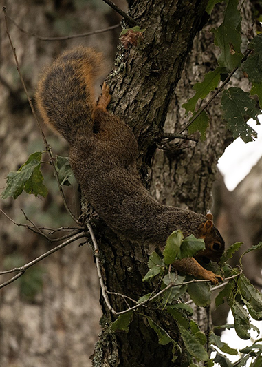 squirrel-tree-cw-web.jpg