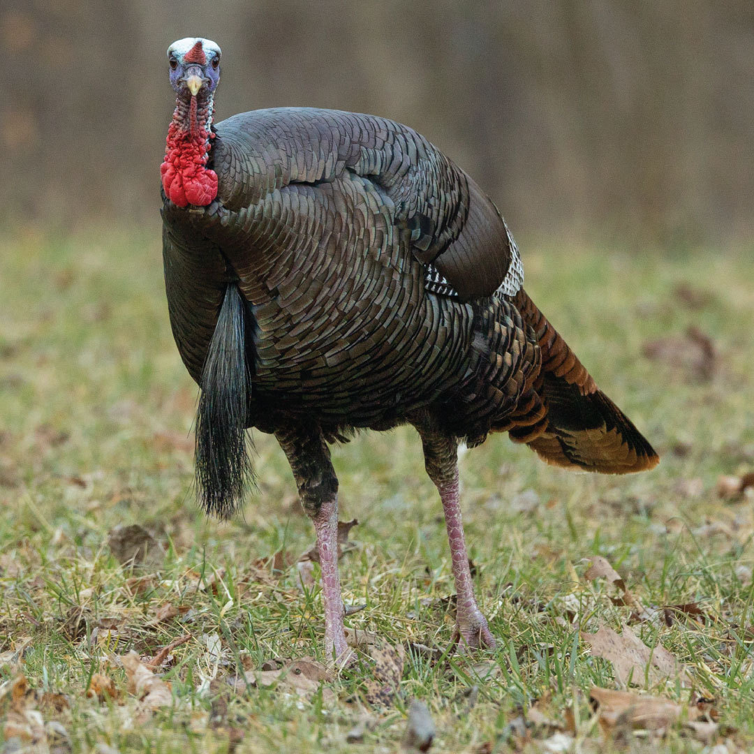 Turkey in a field