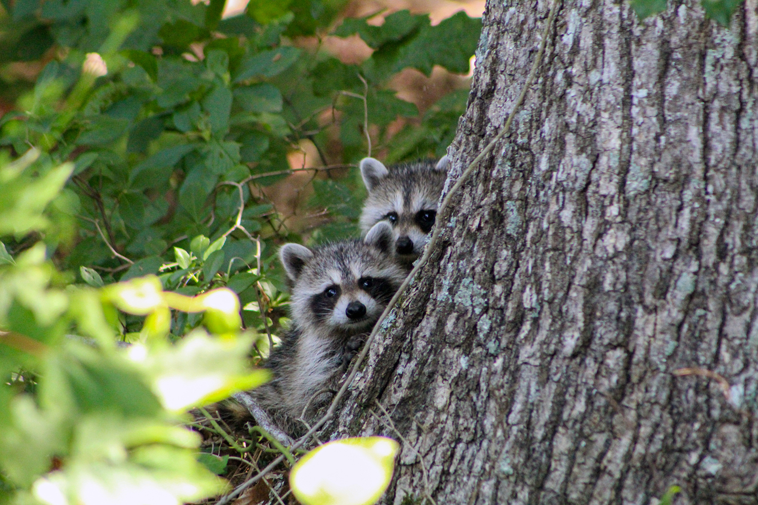 usfws-Holly-Keepers-two-raccoons