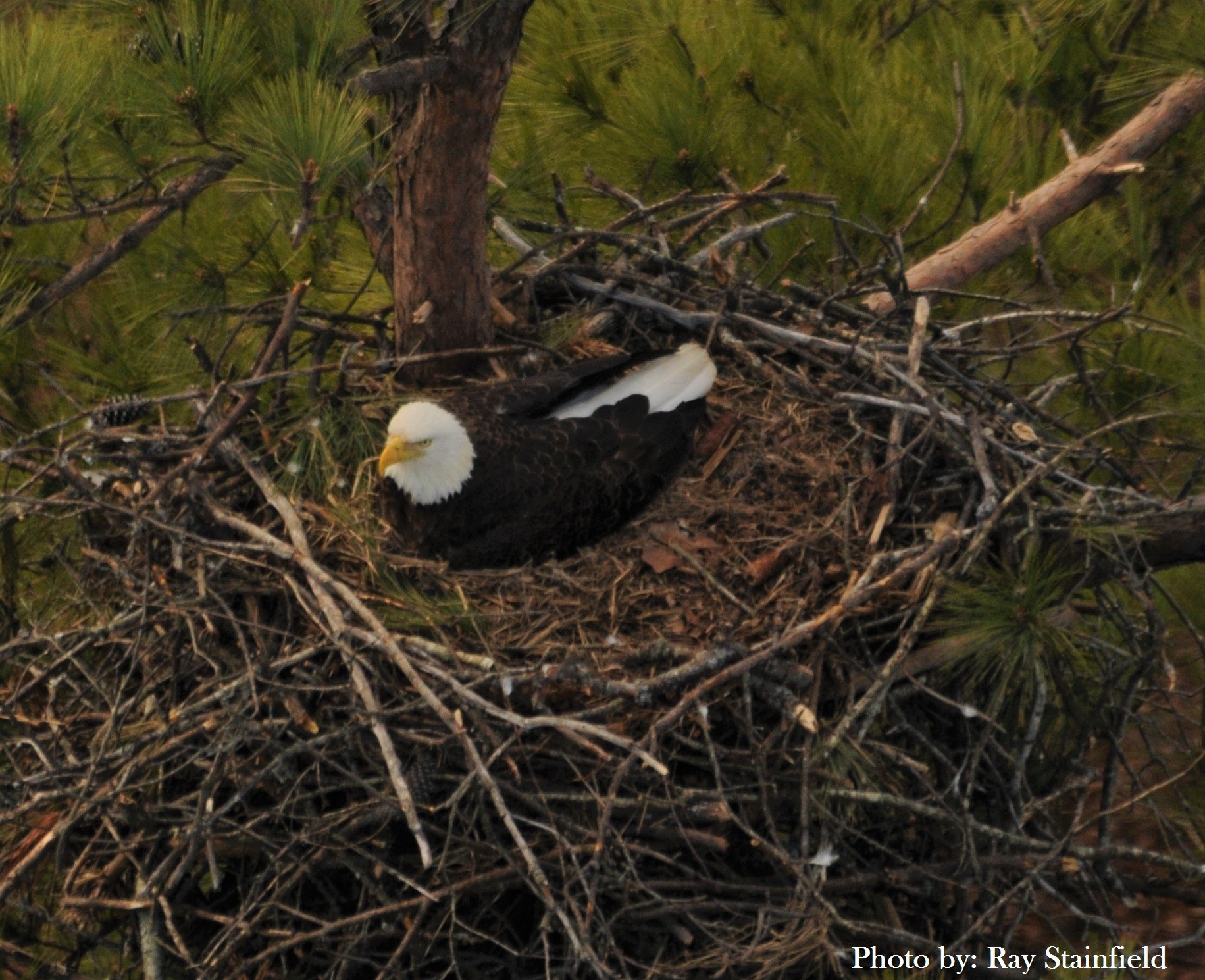 A view of a bald eagle nest from the helicopter during an annual nesting survey