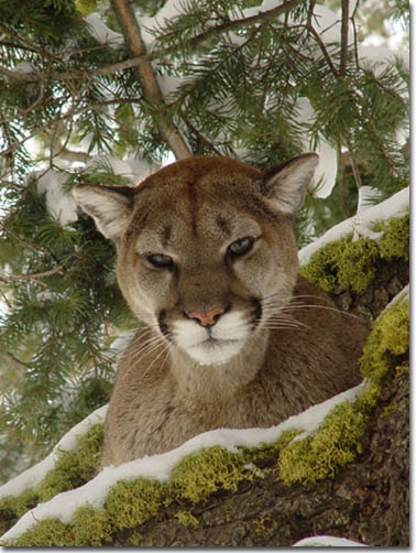 Mountain Lion in a tree