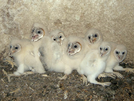 Seven young Barn Owls in a nest
