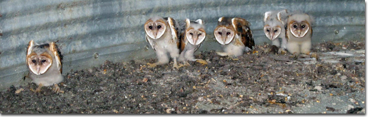 A Barn Owl nest in grain bin containing six young owls. 