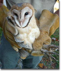 A young Barn Owl at the time of banding.  Photo by: Kate Heyden