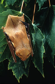 Eastern red bat hanging from tree foliage