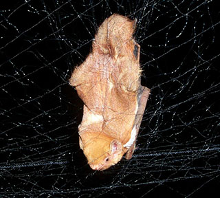 Eastern red bat captured in mist net 