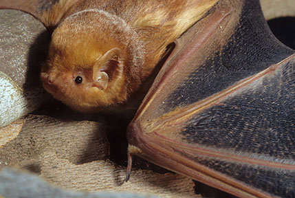 Eastern red bat wing contrast