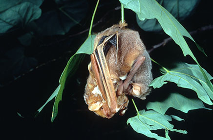 Eastern red bat female with pups