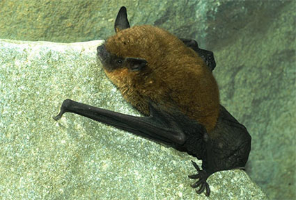 Gray bat in summer