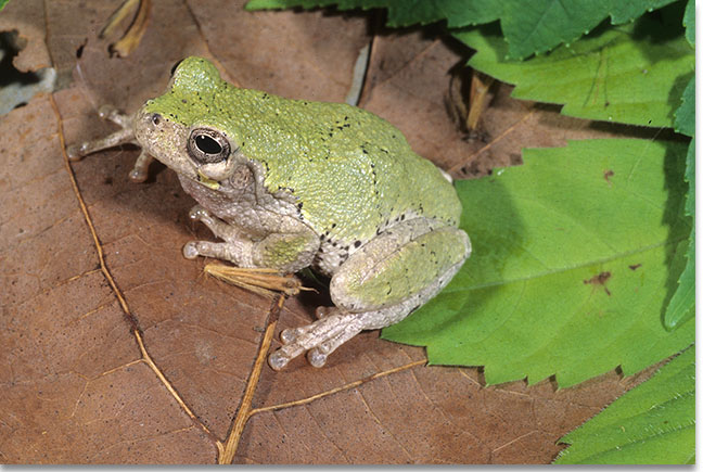 Hickman Hybrid Treefrog