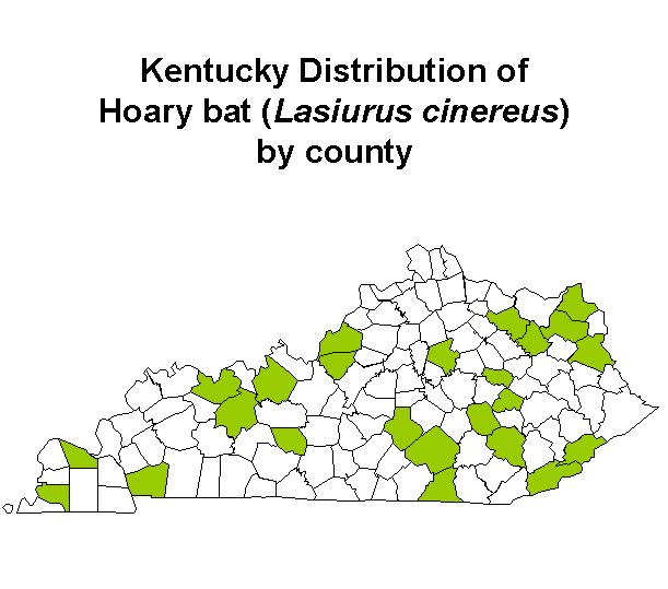 Kentucky Department of Fish & Wildlife Hoary Bat