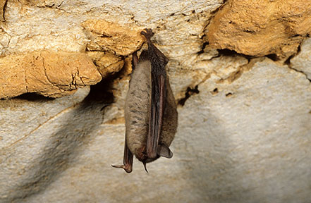Hibernating indiana bat