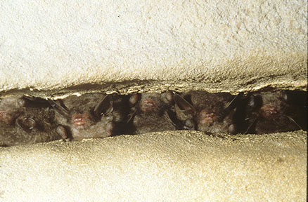 Indiana bats hibernating in cave crevice