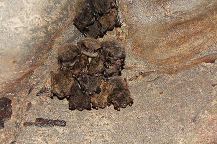 Cluster of hibernating little brown bats