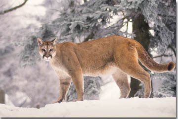 Mountain Lion in the snow, Photo Courtesy of Bill Lea