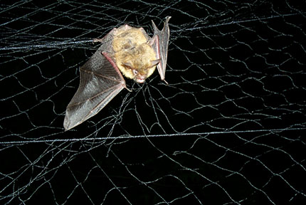 Northern long-eared bat captured in mist net