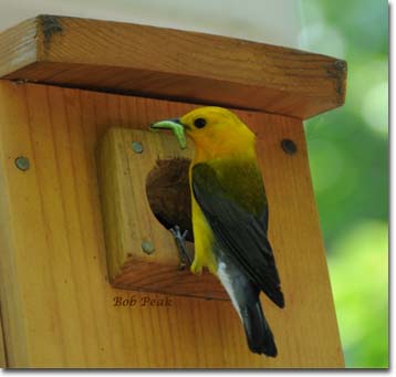 Prothonotary Warbler at nest box