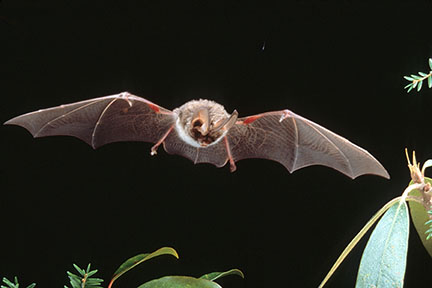 Rafinesque's big-eared bat in flight