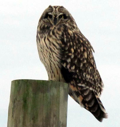 Adult Short-eared Owl