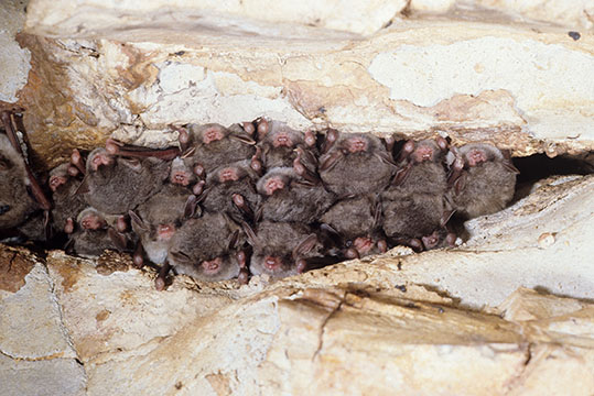 Hibernating cluster of southeastern myotis