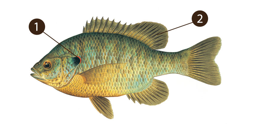 Panfish - Wikipedia