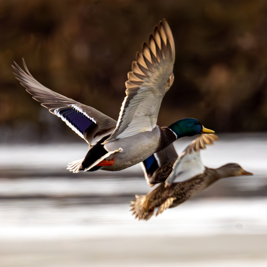 Mallards pair flying