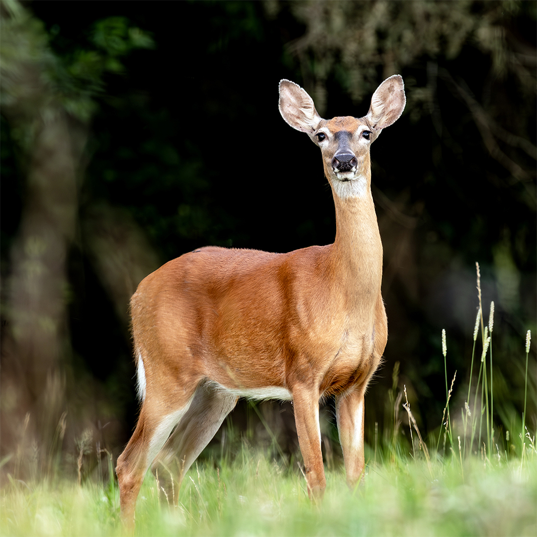 Doe in a farm pasture