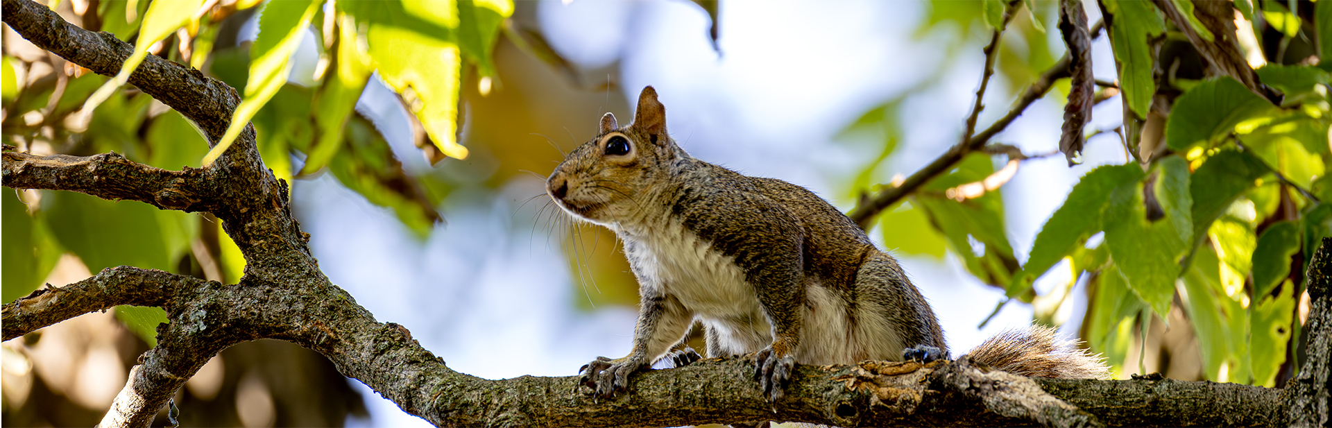 1776-Eastern-Grey-Squirrel