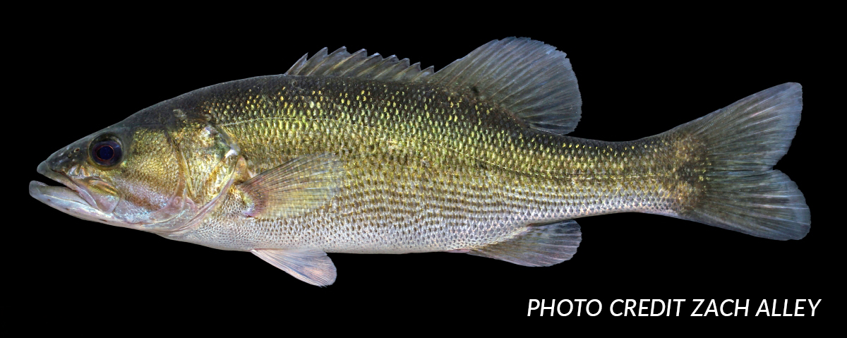 Alabama_Bass_AL_Tallapoosa_River_adult_Zach_Alley_photo