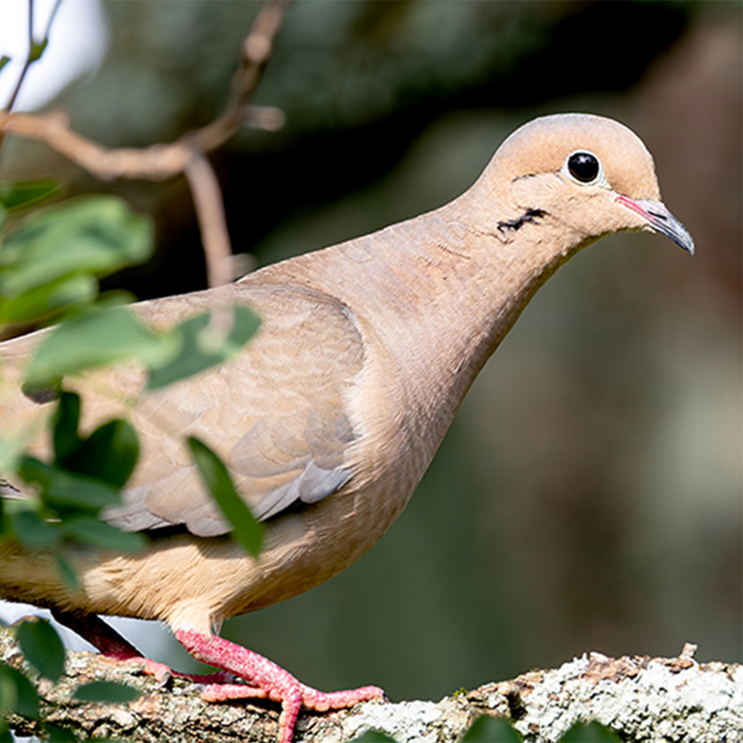 Mourning dove in a tree