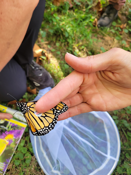 a hand holding up a tagged monarch butterfly