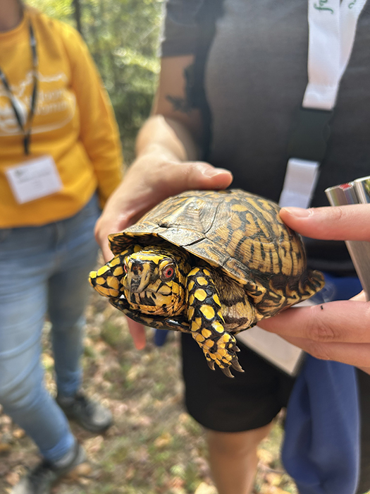 Hands holding up a box turtle to a group of people