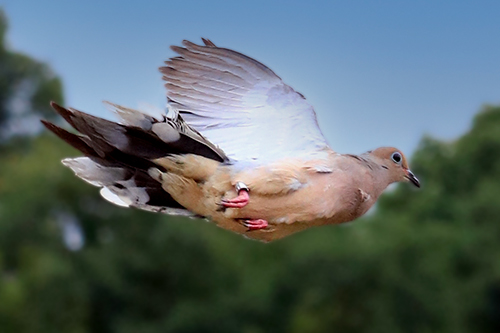 Dove-in-flight-crKDFWR-web.jpg