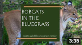 bobcat video link