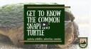 snapping turtle video link