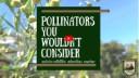 pollinator video link